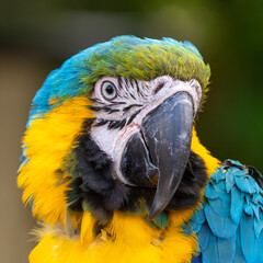 Close Up Blue and Yellow Macaw