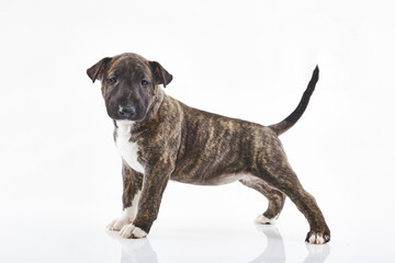 Miniature bull terrier dog lies on a white background. Funny tiger-colored Bull terrier puppy - studio portrait.