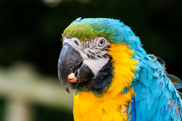 Close Up Blue and Yellow Macaw