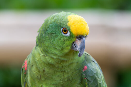 Yellow Napped Parrot Perched on a Branch