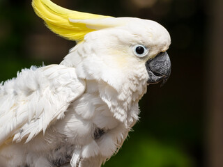 Sulphur-Crested Cockatoo Perched on a Branch