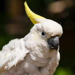 Sulphur-Crested Cockatoo Perched on a Branch