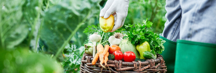 Farmer with harvested organic vegetables. Gardener fills basket with freshly harvested vegetables...