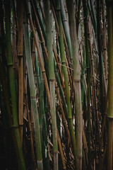 Fototapeta premium Canne di bamboo