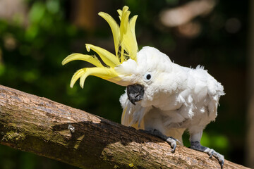 Sulphur-Crested Cockatoo Dancing on a Branch