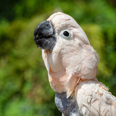 Salmon-crested cockatoo Drinking Water