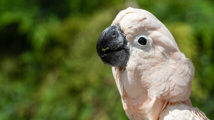 Salmon-crested cockatoo Drinking Water