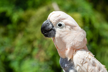 Salmon-crested cockatoo Drinking Water