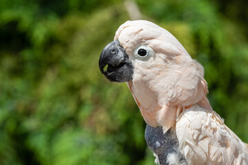 Salmon-crested cockatoo Drinking Water