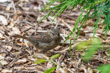 Very Young Dunnock Standing on the Ground