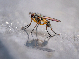 Fliegendetail