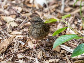 Very Young Dunnock Standing on the Ground