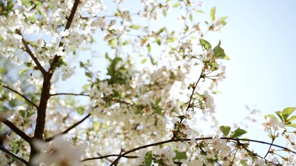 blooming tree