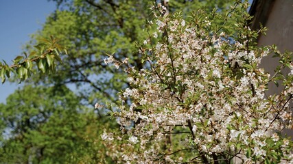 flowers on the tree