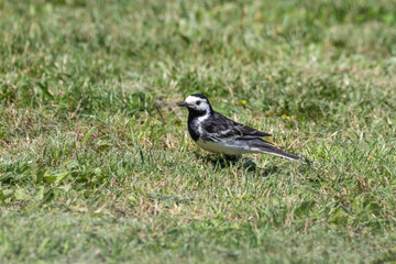 Pied Wagtail Foraging on Grass