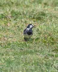 Pied Wagtail Foraging on Grass