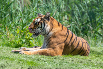 Bengal Tiger Laying on Grass