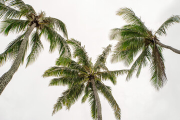 Obraz na płótnie Canvas palm tree on sky
