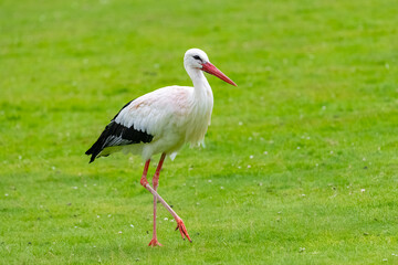 White stork, Ciconia ciconia standing on the grass, beautiful bird