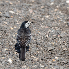 Pied Wagtail Walking on the Ground