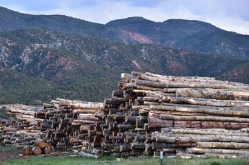 stack of logs