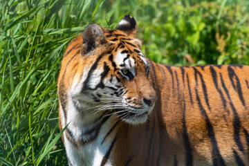 Bengal Tiger Walking in Tall Grass