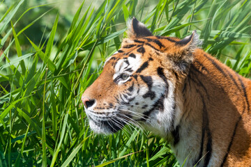 Bengal Tiger Walking in Tall Grass