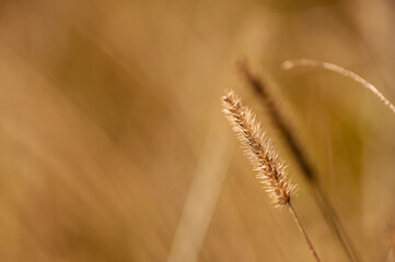 Closeup of a fountain grass flower