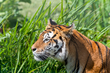 Bengal Tiger Walking in Tall Grass