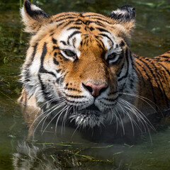 Naklejka premium Bengal Tiger Swimming in Water