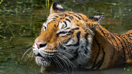 Fototapeta na wymiar Bengal Tiger Swimming in Water