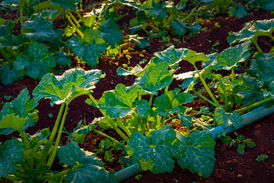Planta&ccedil;&atilde;o org&acirc;nica