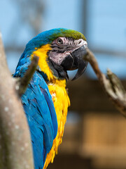 Blue and Yellow Macaw in a Tree