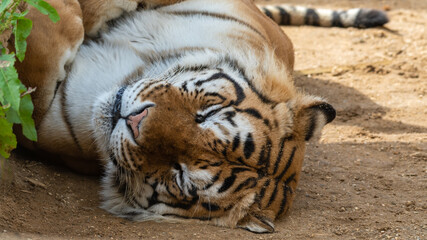 Bengal Tiger Laying on Grass