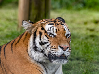 Bengal Tiger Laying on Grass