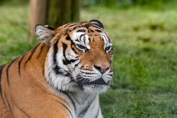 Fototapeta premium Bengal Tiger Laying on Grass