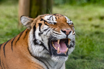 Bengal Tiger Laying on Grass