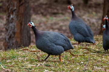 angola hen