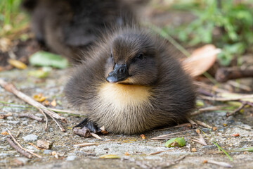 Cute Little Duckling Resting on the Ground