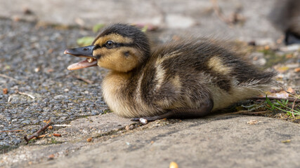 Cute Little Duckling Resting on the Ground