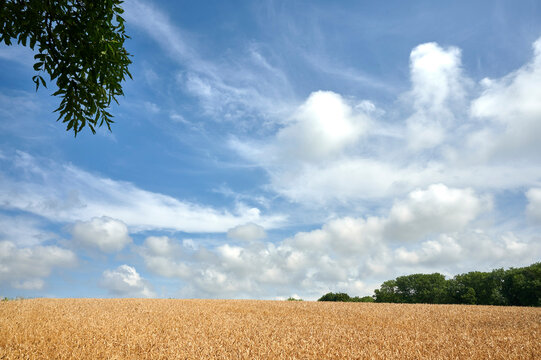 Blick &uuml;ber ein Kornfeld in den blauen Himmel auf der d&auml;nischen Ostsee-Insel Bornholm in der N&auml;he der Stadt Vang