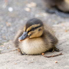 Cute Little Duckling Resting on the Ground