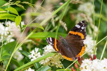 Red Admiral Butterfly on a Flower