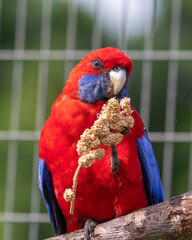 Crimson Rosella Feeding on Millet