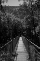 Obraz premium Puente colgante en blanco y negro con árboles