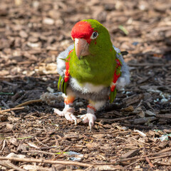 Mitred Conure Walking on the Ground