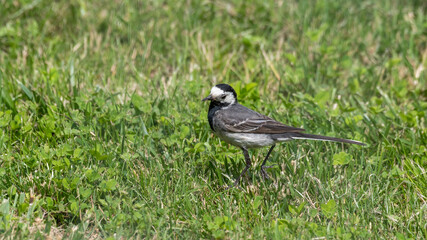 Pied Wagtail Walking on the Ground