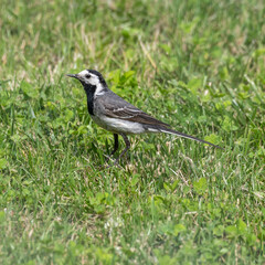 Pied Wagtail Walking on the Ground