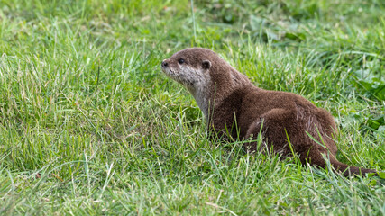 Naklejka na ściany i meble Asian Small-Clawed Otter Playing in Grass