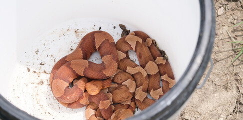 Copperhead snakes in bucket, venomous reptile.